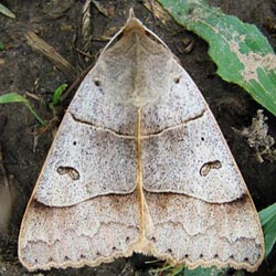 Minucia lunaris Minucia lunaris